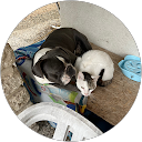 christophe dijoux profile picture